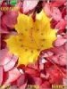 Autumn leaf