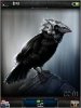 Bloody Bird