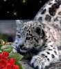 Дикаие кошки
