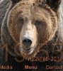 Braun Bear