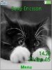 Cats pets