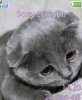 Котёнок