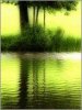 green reflection