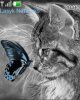 Black-White cat
