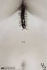 Человеческая многоножка 2 / The Human Centipede II (2011)
