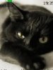 Black cat