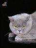 Кошарик