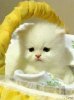 Cute Kitty