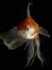 Gold fish