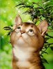 Cat summer