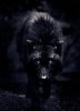 Black Wolf
