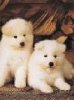 Dogs