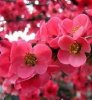 Pink spring