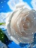 Snow rose