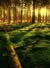 Sunlight