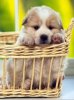 Little dog