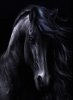 Black horse