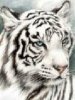 White Tiger