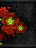 Night Flowers