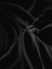 Black Silk