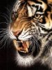 Tigr