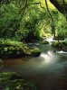 Forest River