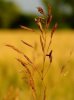 Spike grass