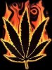 Burning ganja