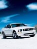 Mustang wite