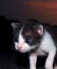 Сбежавший котенок