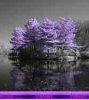 Purple Harmony