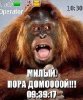 Obezyanki