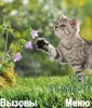 Забавный котёнок