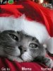 Кот