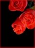 Roza