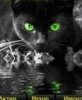 Black Cat