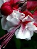 Cherry Flower
