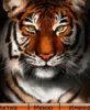 Tigr