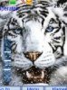 Winter tiger