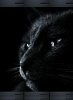 Black cat