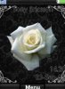 White rose
