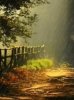 Gold Forest