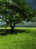 Green Nature