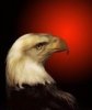 The Eagle