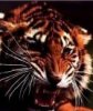 Dangerous Tiger