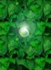 Se Green