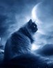 Blue cat