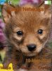 Baby Fox