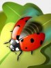 Ladybird