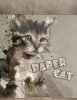 Paper Cat